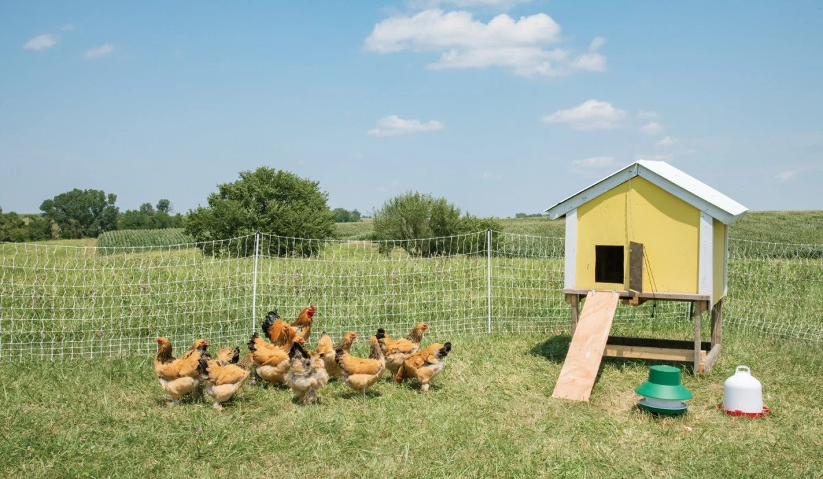 chicken chain link fence