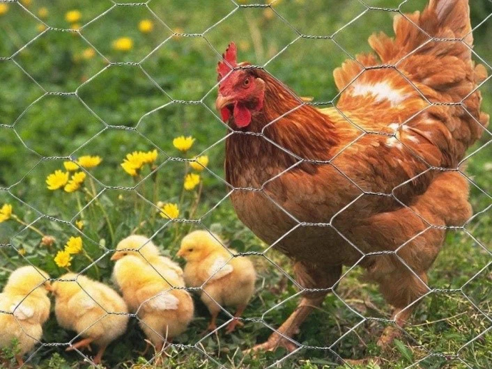 hexagonal wire netting hexagonal wire netting