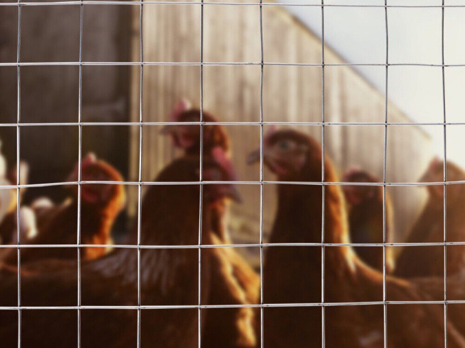 6 ft x 100 ft welded wire fencing 6 ft x 100 ft welded wire fencing