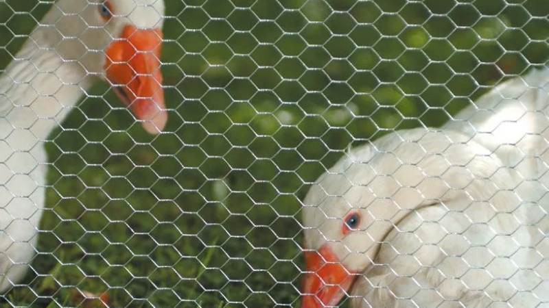 hexagonal wire netting hexagonal wire netting